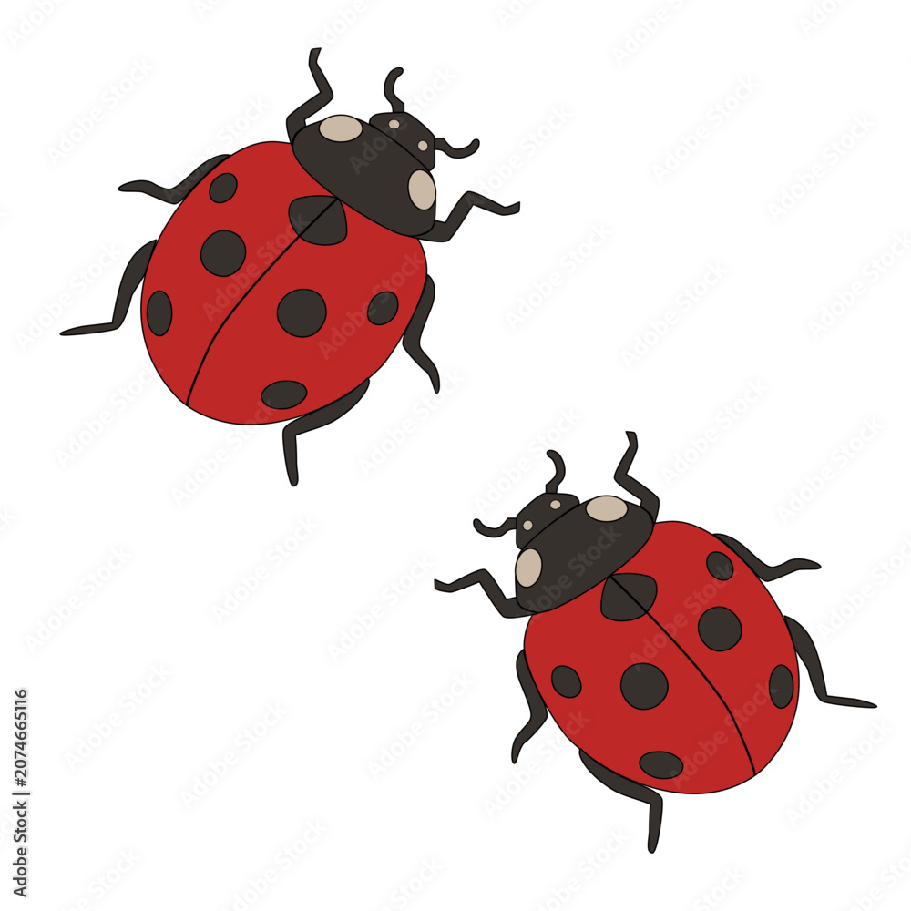 Fototapeta premium Cute Ladybug Pair Vector Illustration. Two cute ladybugs in a simple cartoon style isolated on white background. Minimal vector illustration representing friendship, love, nature and spring season. 