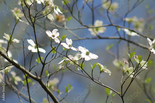 White flowers with green centers of a dogwood tree in spring.