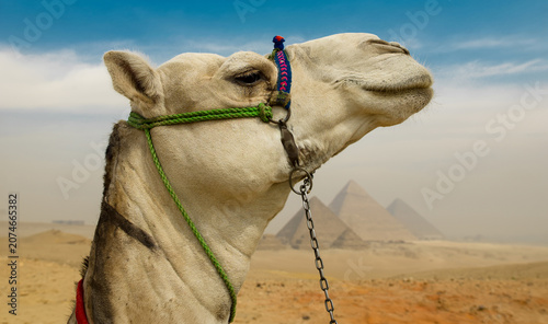 Canvastavla Close up portrait of a camel head with colorful bridle against the iconic Great