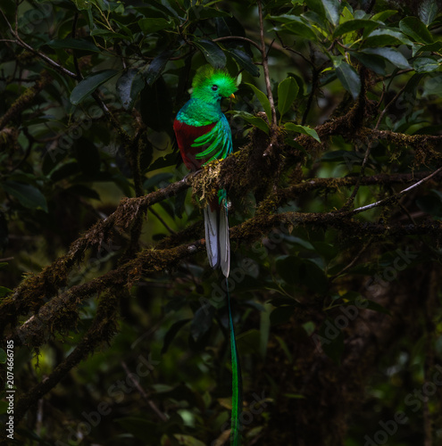 Fotografía The resplendent quetzal (Pharomachrus mocinno) in the Monteverde Cloud Forest in