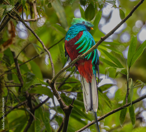 Canvas Print The resplendent quetzal (Pharomachrus mocinno) in the Monteverde Cloud Forest in