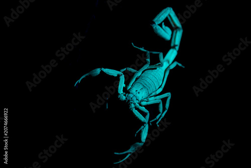 Foto A brown scorpion illuminated under ultraviolet light at night
