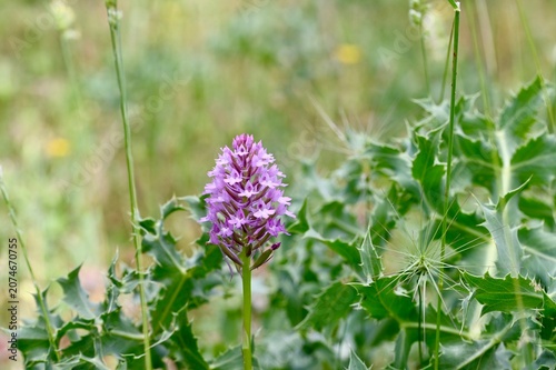 Принти на полотні Dense-flowered purple orchid in a field with thistles