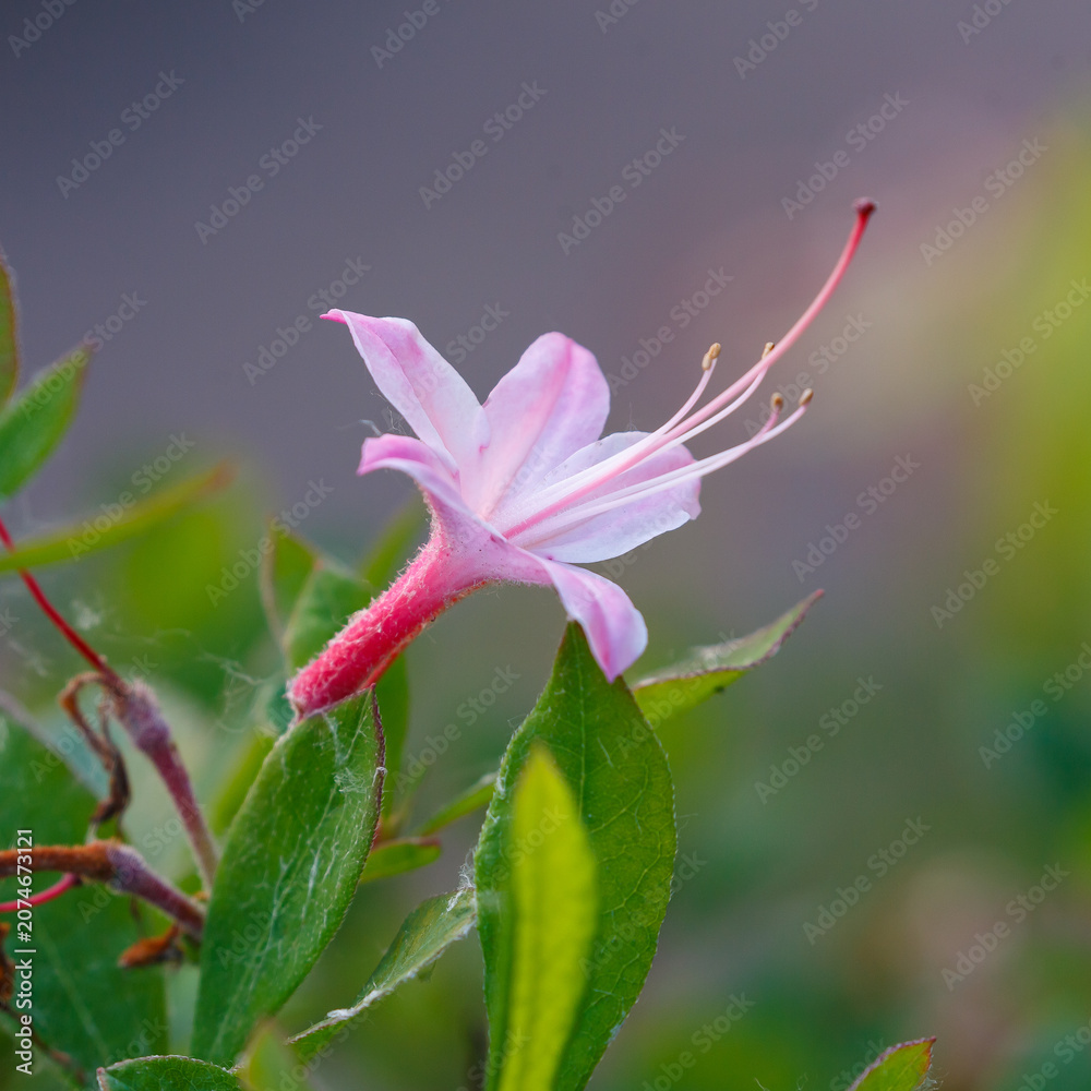 Obraz premium Atlantic rhododendron flower close-up. Atlantic rhododendron ( Latin- Rhododendron atlanticum ) is a deciduous shrub