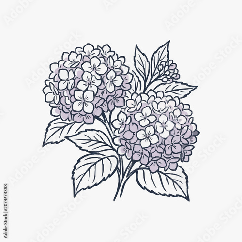 Hand Drawn Hydrangea Flower Illustration Line Art Sketch.