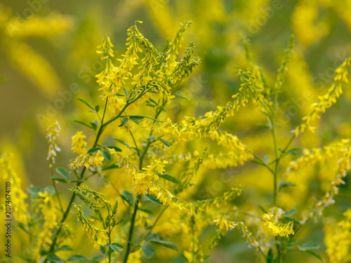 Sweet clover ( Latin- Melilotus officinalis ) is a biennial herbaceous plant, a species of the genus Sweet clover of the legume family, subfamily Faboideae