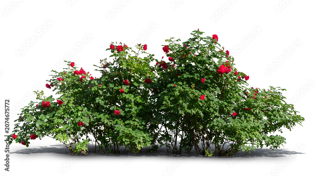 Fototapeta premium Big beautiful blooming red rose bush, isolated on white and transparent background
