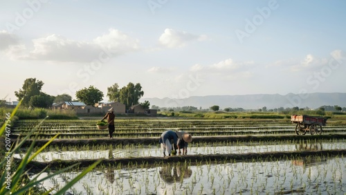 Farm laborers cultivate young rice crops in a vast, flooded expanse during the golden hour of a calm afternoon.