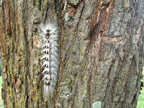 Hairy tussock moth caterpillar camouflaged on tree bark in Kenya