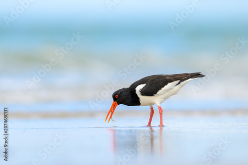 Photos austernfischer Haematopus-ostralegus oystercatcher