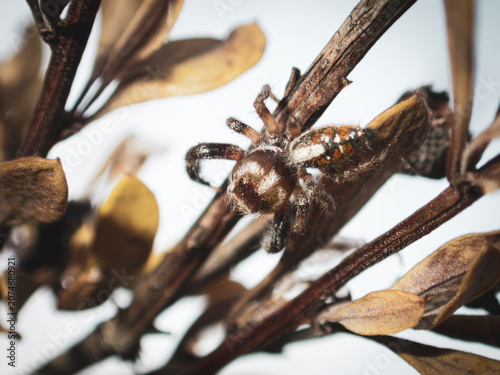 Foto araña