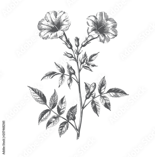 Tableau sur toile Classic nineteenth century morning glory botanical engraving featuring flowering