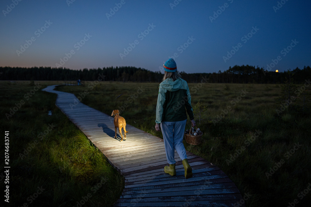 Fototapeta premium Tired woman with dog walks through peat bog at wooden path at dusk, lighting her way with headlamp on head, returning from autumn wetland with basket full of mushrooms back view. Foraging wild food. 