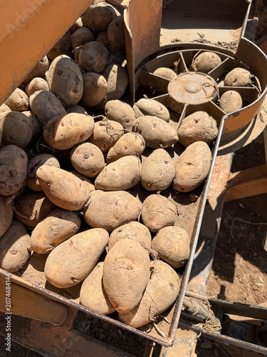 Whole Shangi seed potatoes being planted with a mechanical planter on a farm in Kenya