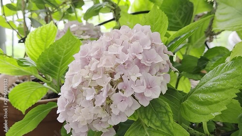 hydrangea pastel pink color flower close up. hortensia blooming flower in the balcony garden, patio or balcony pottet gardening.
