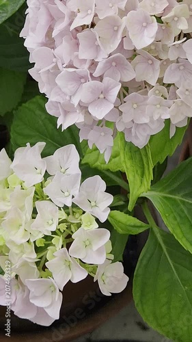 hydrangea pastel pink color flower close up. hortensia blooming flower in the balcony garden, patio or balcony pottet gardening.