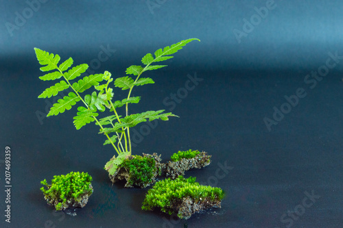 Φωτογραφία Close-up of vibrant green fern plant growing on fresh moss
