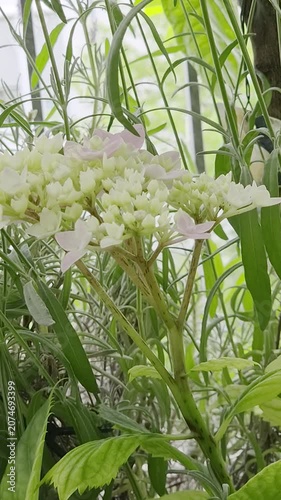hydrangea pastel pink color flower close up. hortensia blooming flower in the balcony garden, patio or balcony pottet gardening.