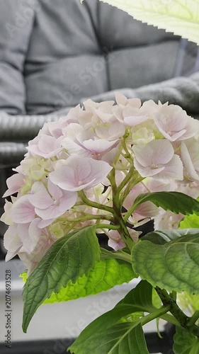 hydrangea pastel pink color flower close up. hortensia blooming flower in the balcony garden, patio or balcony pottet gardening.