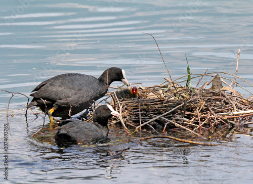 Bild auf Leinwand coppia di folaghe (Fulica atra) al nido con pulcino