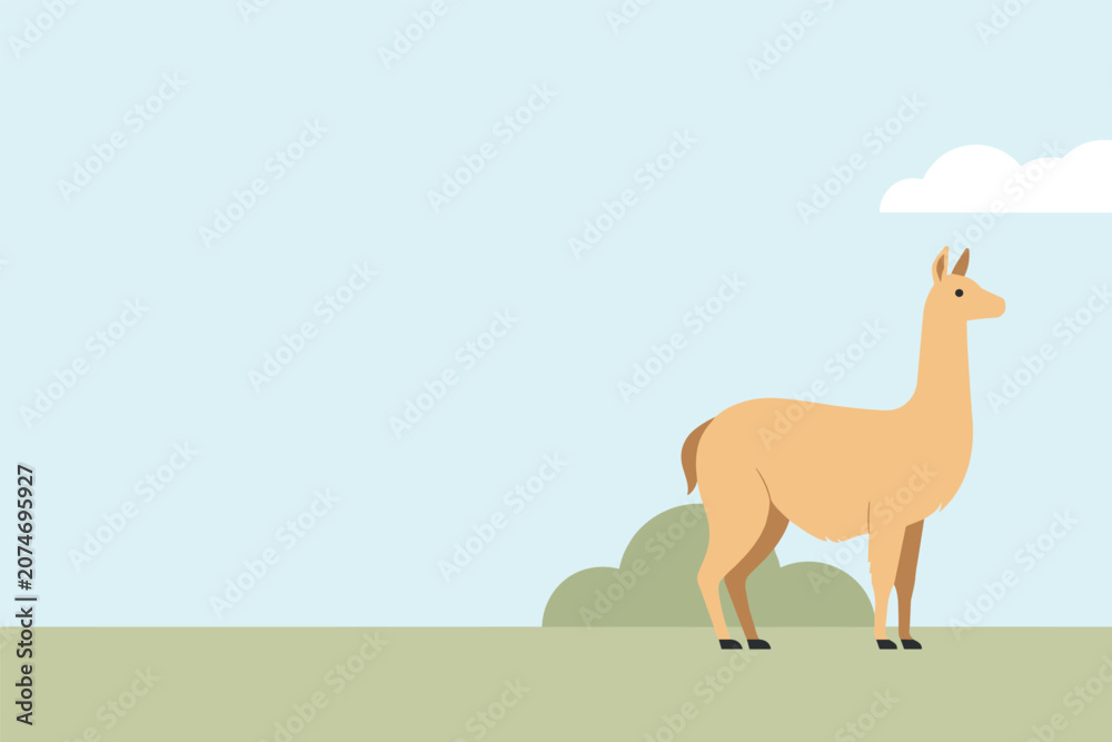 Fototapeta premium Flat vector illustration of a fluffy brown wild llama standing peacefully in a bright green pasture field, nature concept