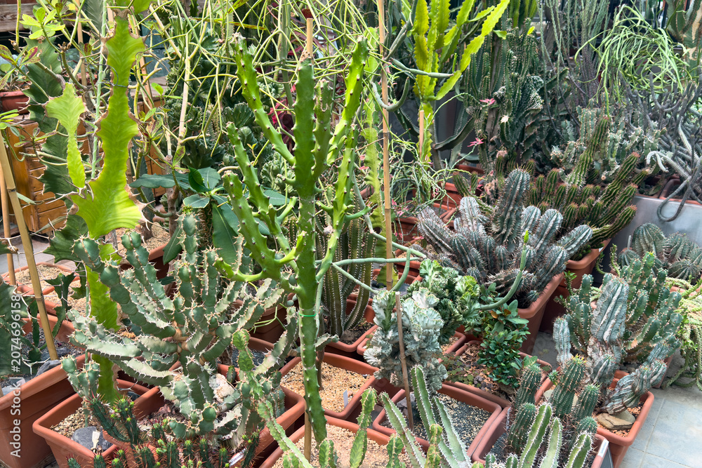 Fototapeta premium Various species of cacti displayed in terracotta pots arranged in a greenhouse with bright natural light illuminating the vibrant green plants