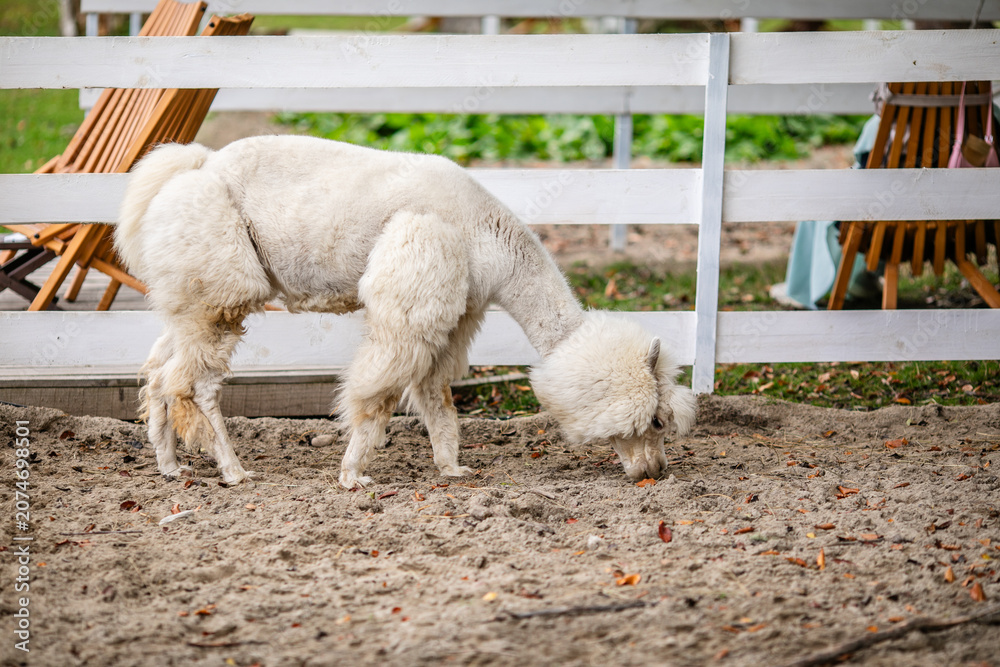 Fototapeta premium White alpaca portrait looking at camera from behind white fence in animal enclosure.
