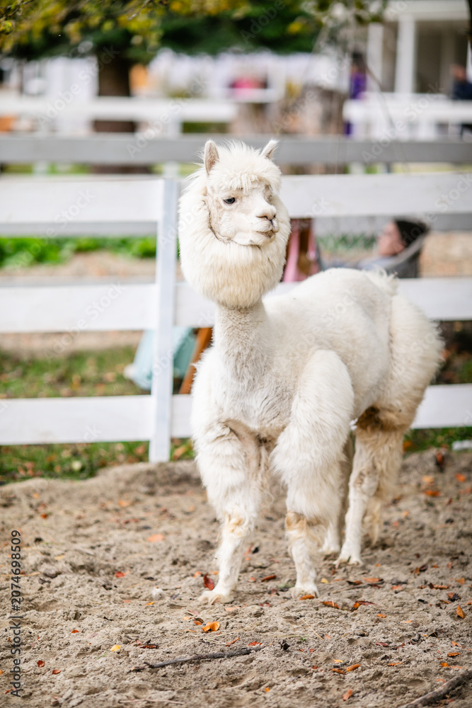 Fototapeta premium White alpaca grazing beside white fence in sandy outdoor paddock