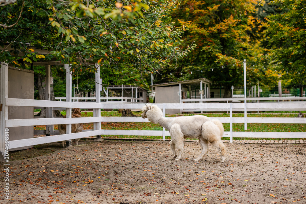 Fototapeta premium White alpaca portrait looking at camera from behind white fence in animal enclosure.