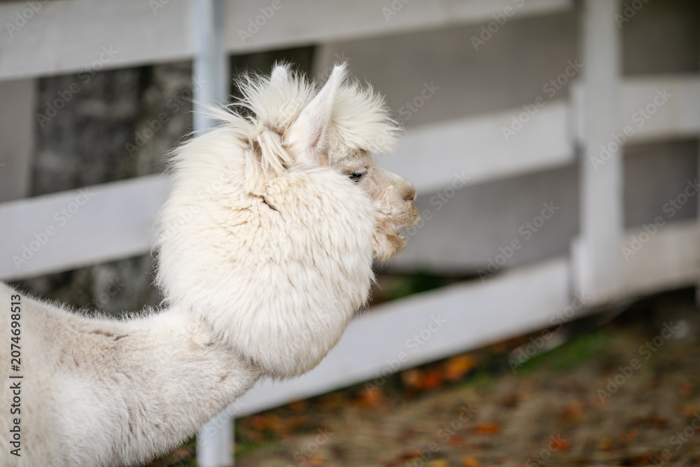 Fototapeta premium White alpaca close up portrait with fluffy head and long neck near white fence.