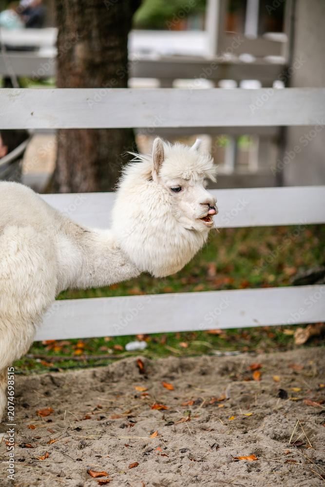 Fototapeta premium White alpaca grazing beside white fence in sandy outdoor paddock