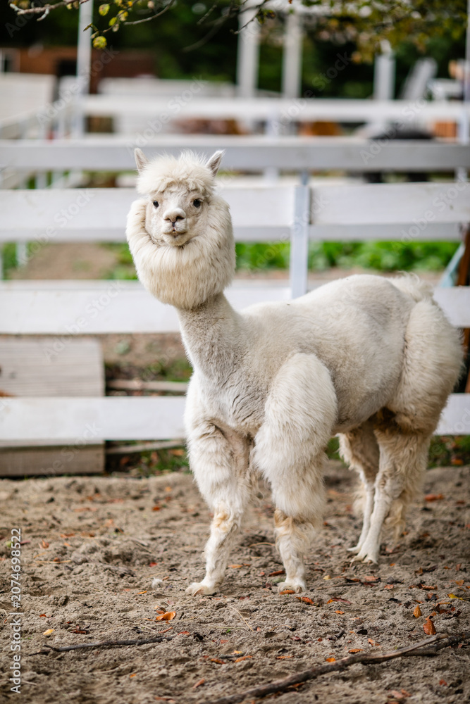 Fototapeta premium White alpaca standing in sandy paddock with blurred farm background and white fence.
