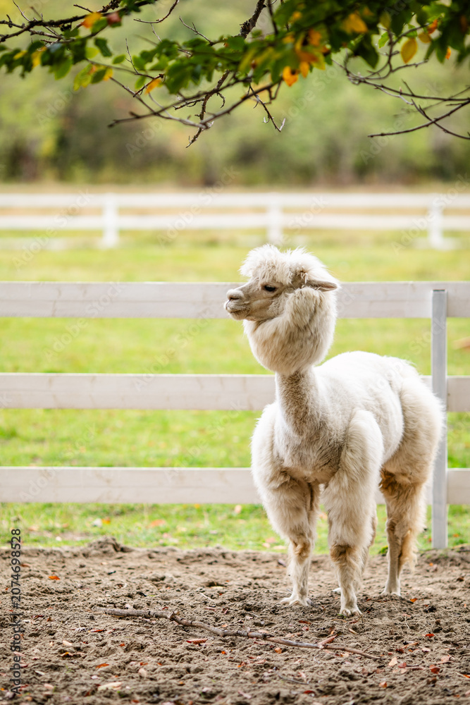 Fototapeta premium White alpaca portrait looking at camera from behind white fence in animal enclosure.