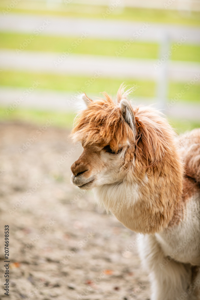 Fototapeta premium Brown alpaca with fluffy orange hair looking over white wooden fence in farm enclosure.