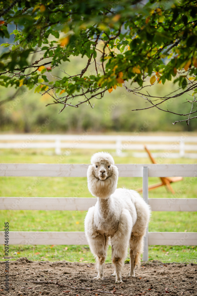 Fototapeta premium White alpaca standing in sandy paddock with blurred farm background and white fence.