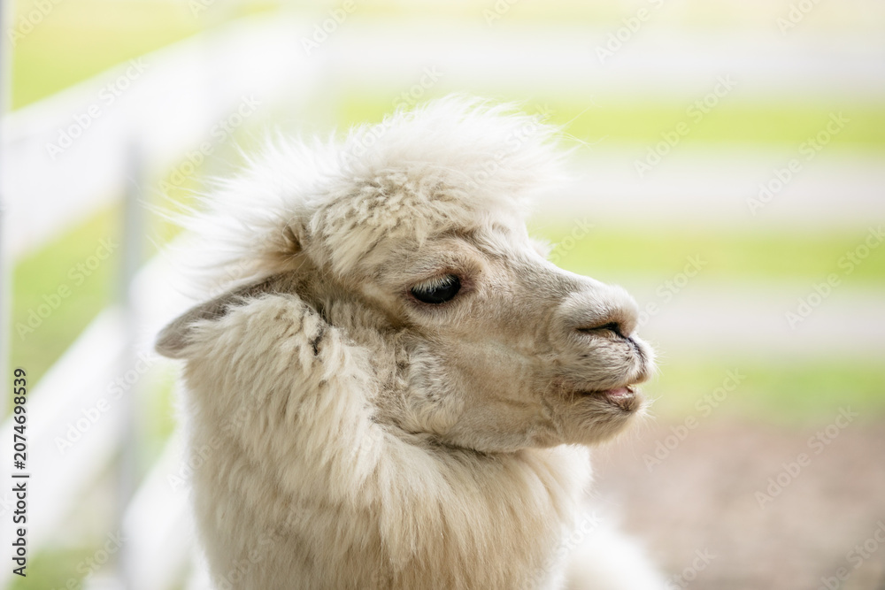 Fototapeta premium White alpaca standing in sandy paddock with blurred farm background and white fence.