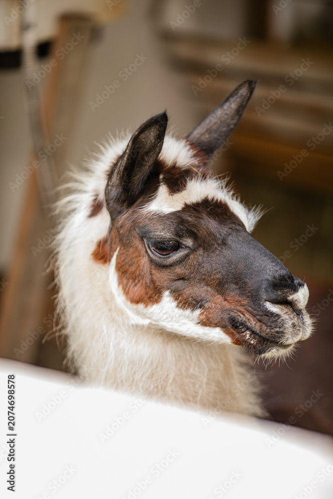 Fototapeta premium Black and white llama looking at camera from behind white wooden fence.