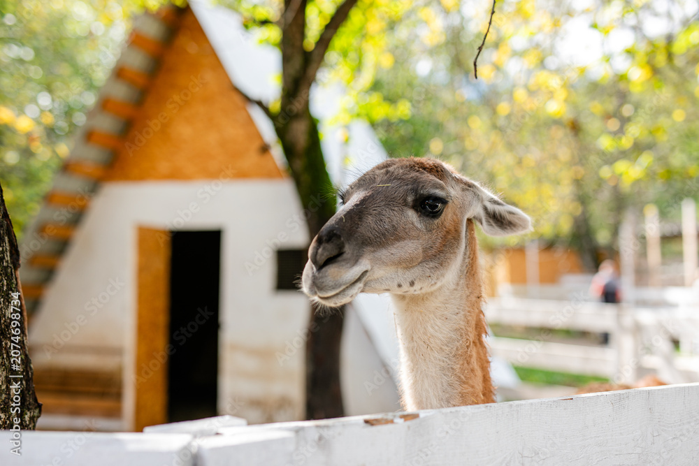Obraz premium Curious lama portrait with soft green forest background.