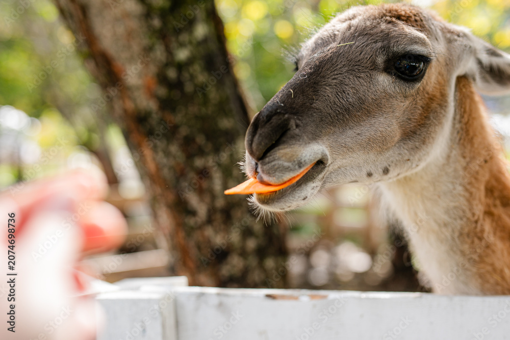 Fototapeta premium Lama closeup eating carrot from hand in sunlit enclosure.