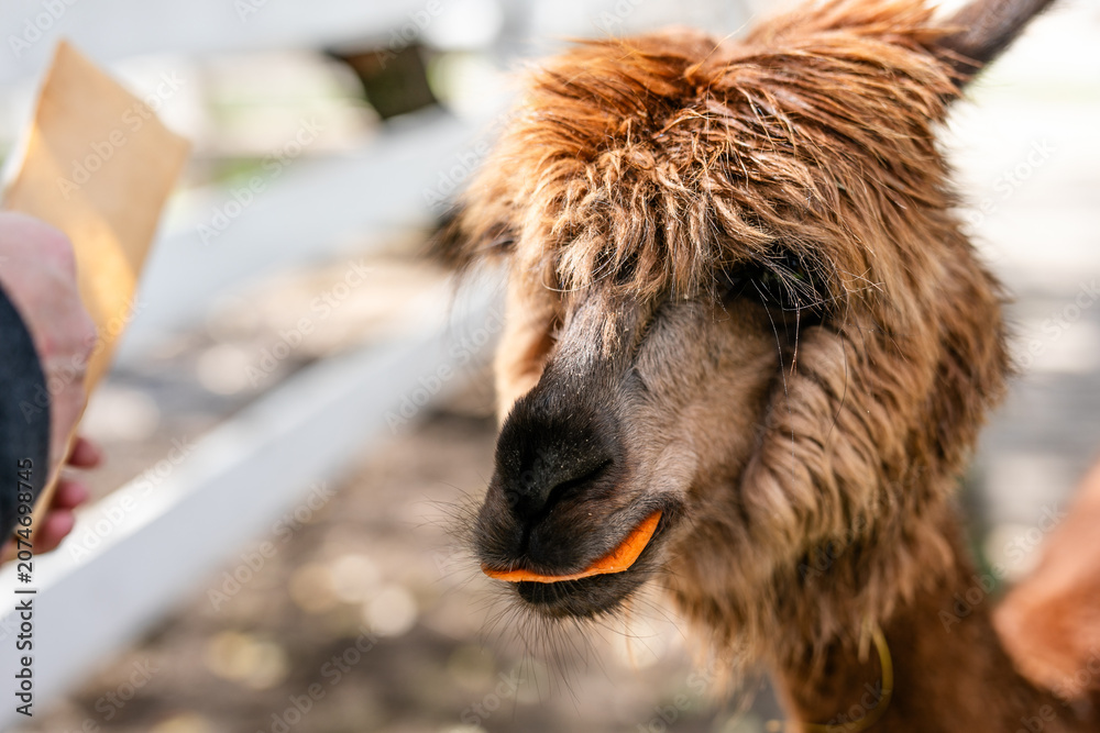 Fototapeta premium Brown alpaca closeup eating carrot from hand in farm enclosure.