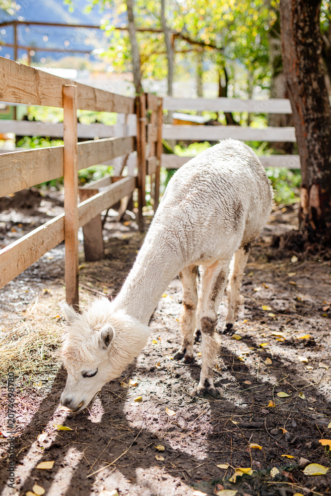 Fototapeta premium White alpaca grazing near barn and bucket in muddy farm pen.