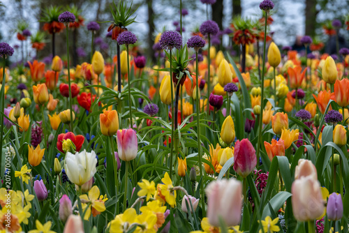 Canvas Print Mixed spring bulbs with allium and tulips at Keukenhof