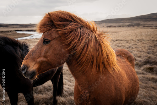 Fotografía Icelandic Horses in a field