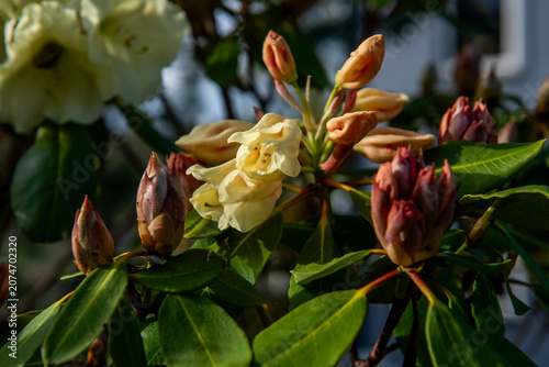 cream rhododendron flowers blooming in warm evening sunlight
