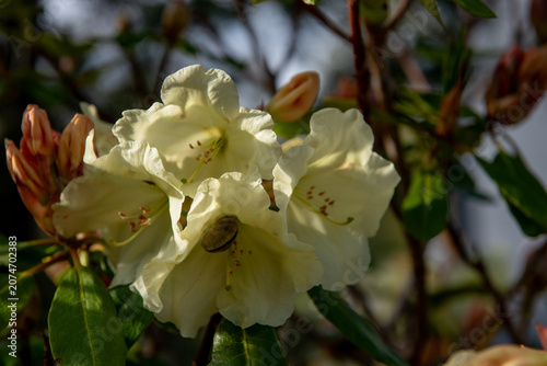 cream rhododendron flowers blooming in warm evening sunlight