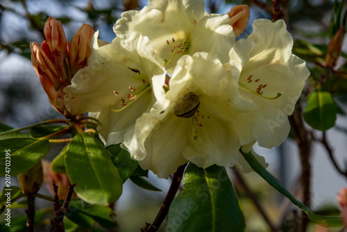 cream rhododendron flowers blooming in warm evening sunlight