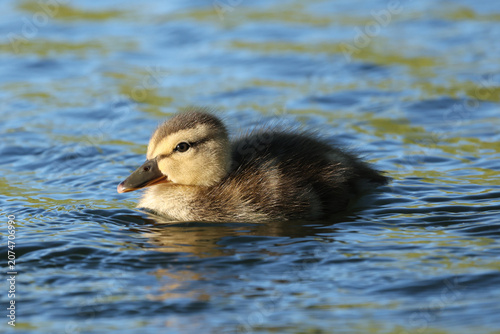 Young mallard duckling (Anas platyrhynchos) swimming across calm water in warm evening light with gentle ripples and natural reflections.