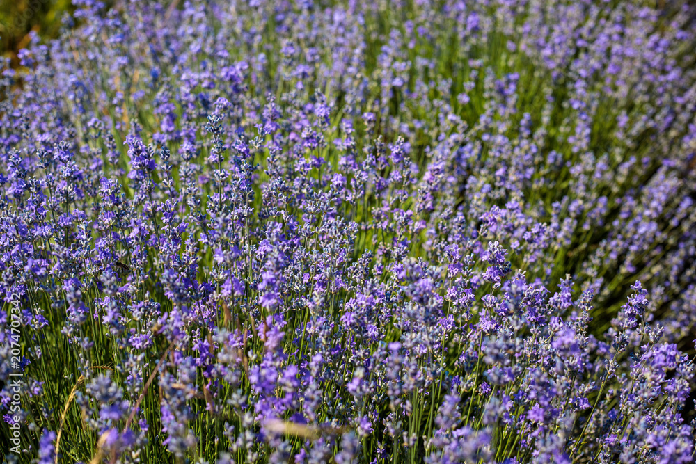 Obraz premium A dense cluster of blooming lavender bushes photographed close up, with tall green stems and purple flowers filling the frame against a blurred green background