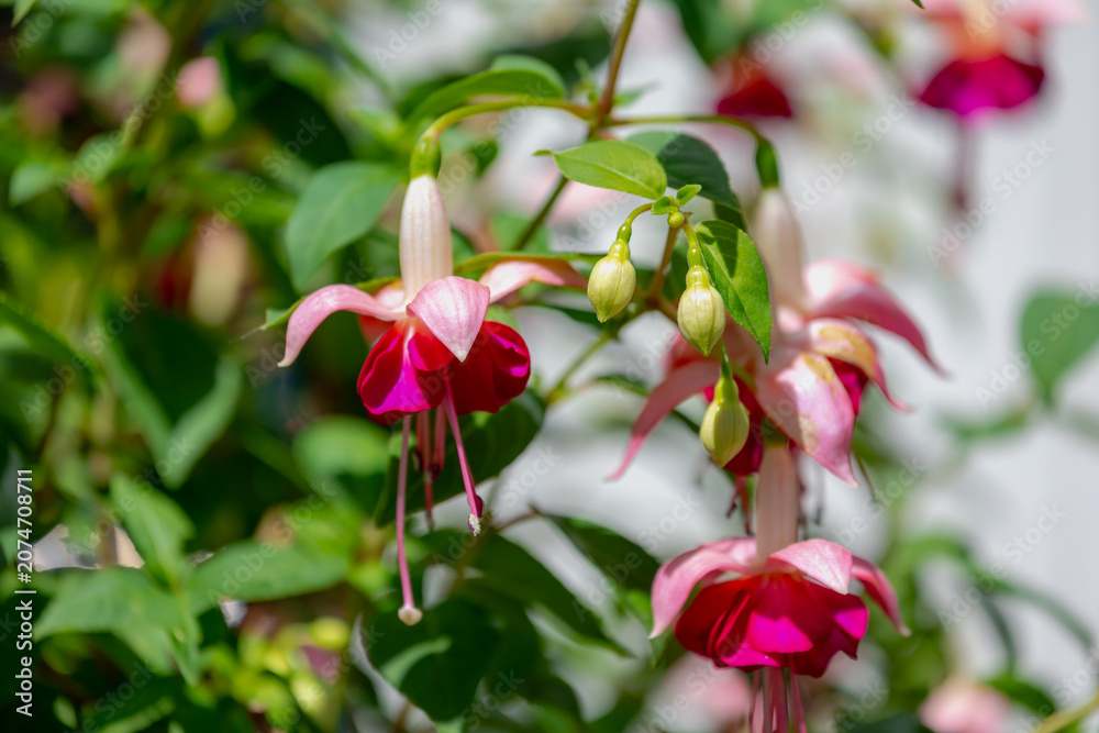 Obraz premium Selective focus of Fuchsia magellanica, Purple pink flower in the garden, Hummingbird fuchsia or hardy fuchsia is a species of flowering plant in the family Evening Primrose family, Floral background.