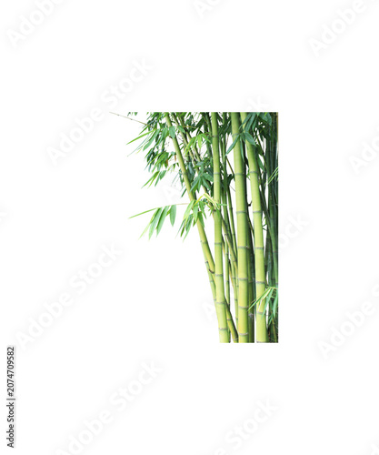 bamboo isolated on white